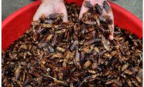 Учёные выяснили, что у тараканов есть особая миссия на планете