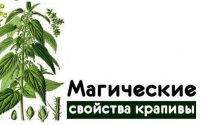 Магические свойства крапивы