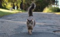 Дорога домой: кошачья интуиция